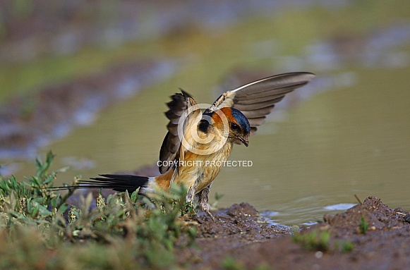 Red rumped Swallow Red rumped Swallow