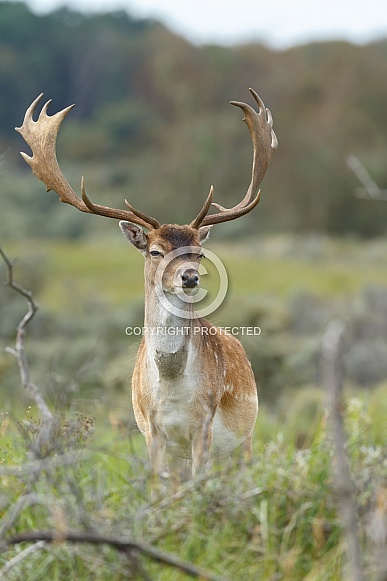 Fallow Deer