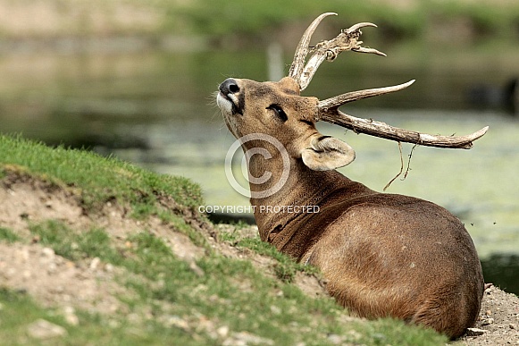 Hog Deer Hog Deer