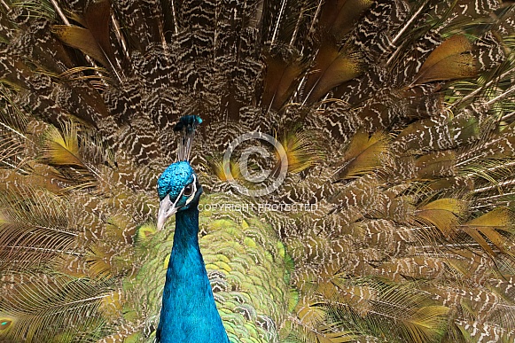 Male Peacock