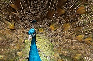 Male Peacock