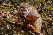 Squirrel Monkey In Tree
