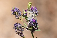 Behr's hairstreak, Satyrium behrii