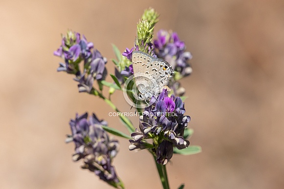 Behr's hairstreak, Satyrium behrii