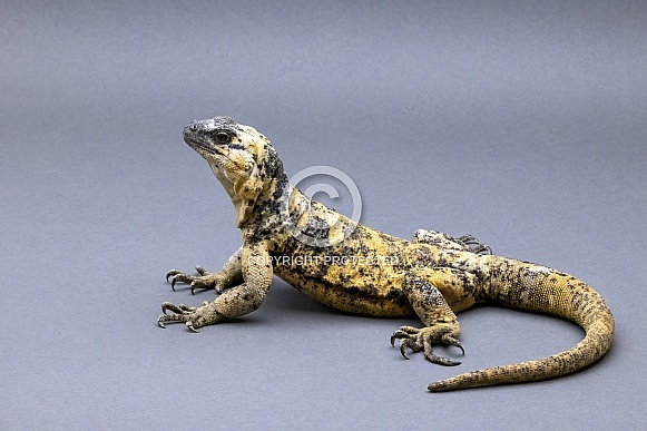 San Esteban Chuckwalla San Esteban Chuckwalla