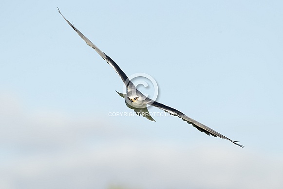 Black Shouldered Kite in Flight