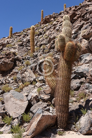 Cactus Canyon near San Pedro de Atacama - Chile Cactus Canyon near San Pedro de Atacama - Chile