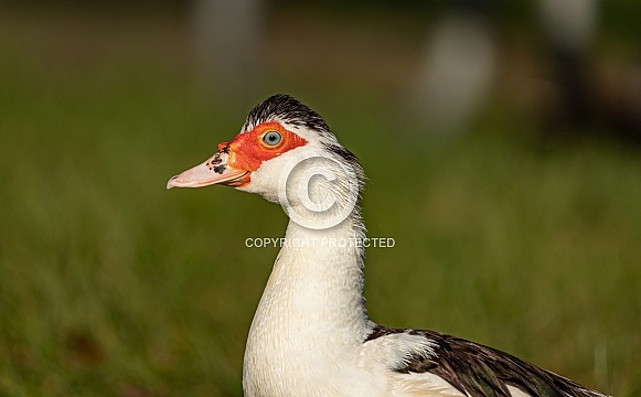 Muscovy Duck