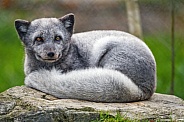 Arctic fox resting on stone
