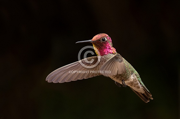 Anna's Hummingbird, Calypte anna