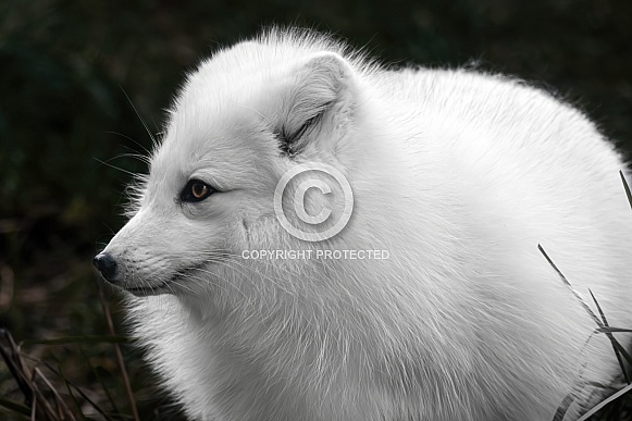 Arctic Fox