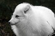 Arctic Fox