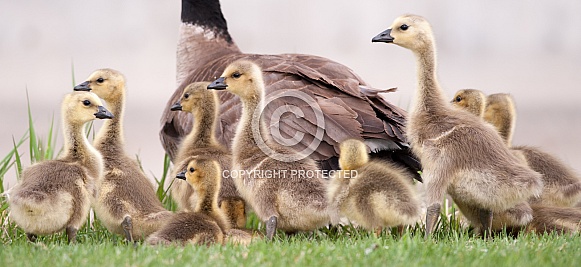 Canada goose with chicks