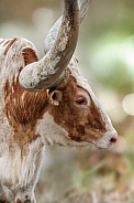 Watusi Cattle