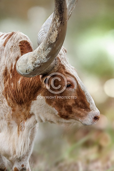 Watusi Cattle Watusi Cattle