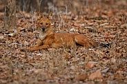 Dhoul pose in the nature habitat