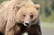 Wild Brown Bear