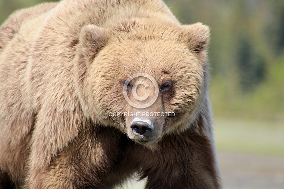 Wild Brown Bear