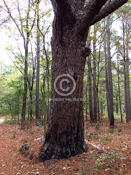 Trunk of a Pine tree Trunk of a Pine tree