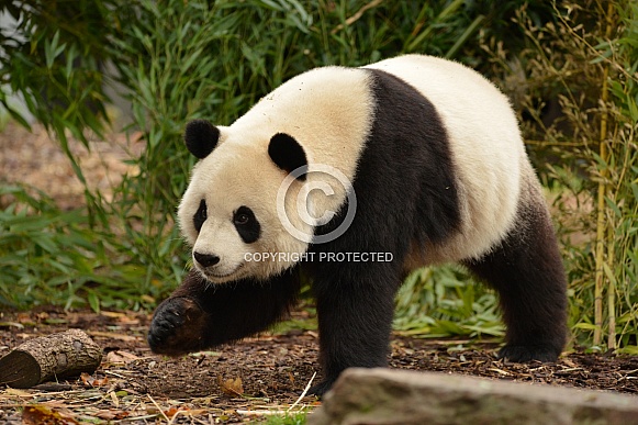 Giant Panda