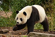 Giant Panda