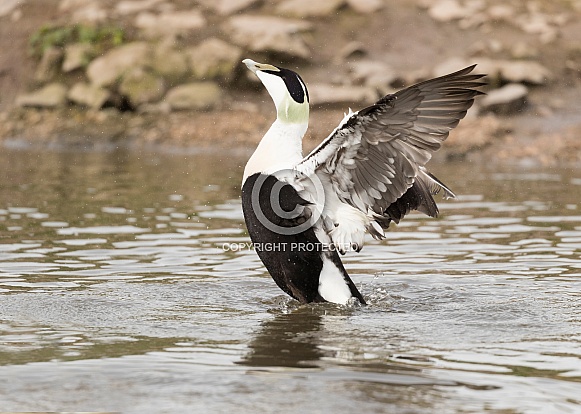 Male Eider Stretching