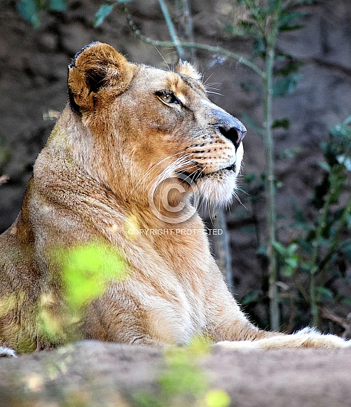 African Lioness
