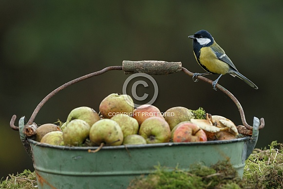 The great tit (Parus major)