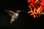 Ruby throated hummingbirds flying