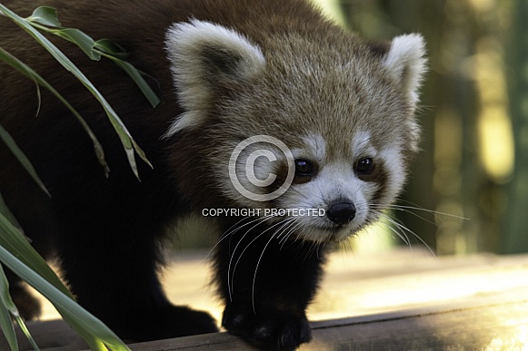 Red Panda close up