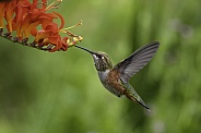 Hummingbird—Rufous in the Crocosmia
