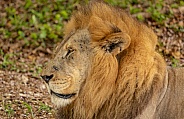 African male lions