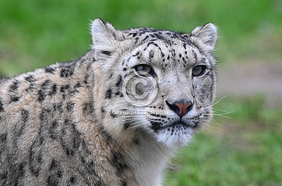 Snowleopard