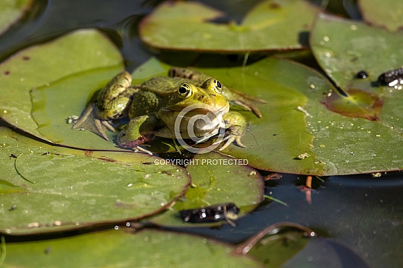 Green Frog On Lillypad