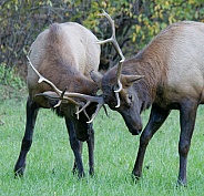Elk