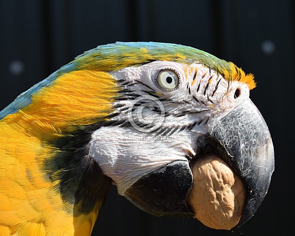 blue and gold macaw with walnut