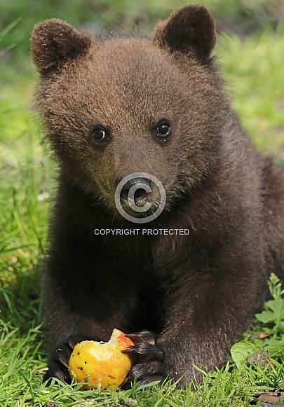 Brown Bear Cub Brown Bear Cub