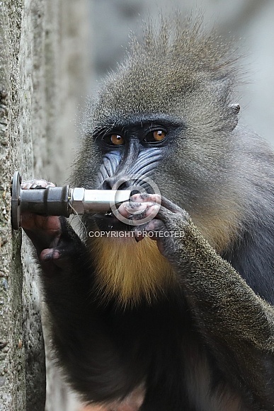 Mandrill (Mandrillus sphinx) Mandrill (Mandrillus sphinx)