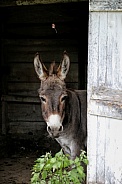 Donkey in doorway looking at you