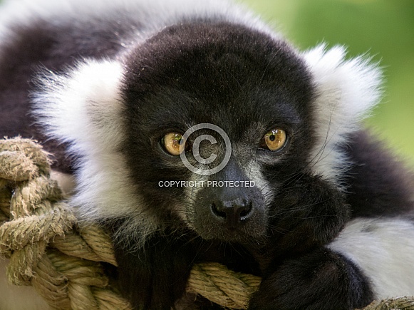Black and white ruffed lemur (Varecia variegata)
