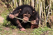 Chimpanzee (Pan troglodytes)