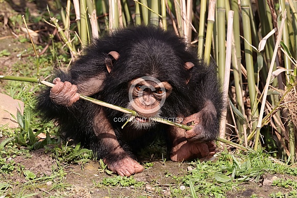 Chimpanzee (Pan troglodytes)