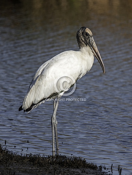 Wood Stork