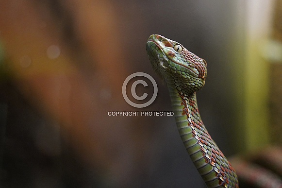Pit Viper