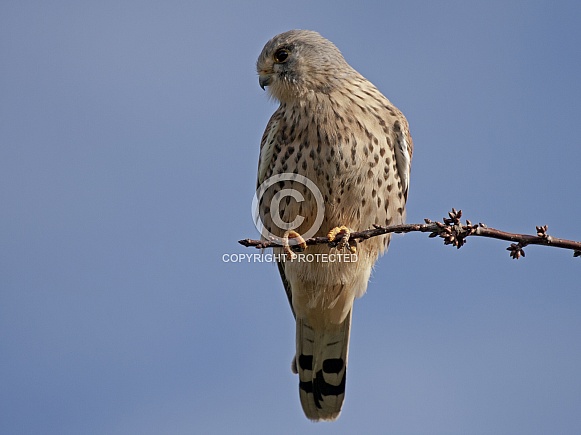 Kestrel on a twig Kestrel on a twig