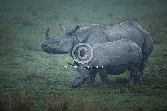 Indian rhino in the nature habitat