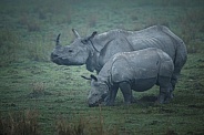 Indian rhino in the nature habitat