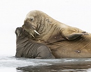 Walrus