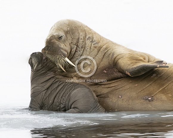 Walrus