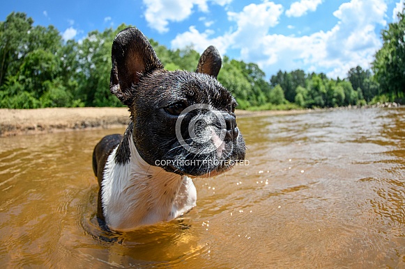 French bulldog in the river